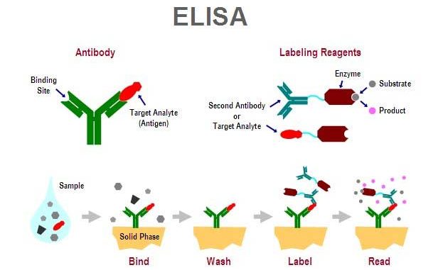 elisa-method-elisa试剂盒