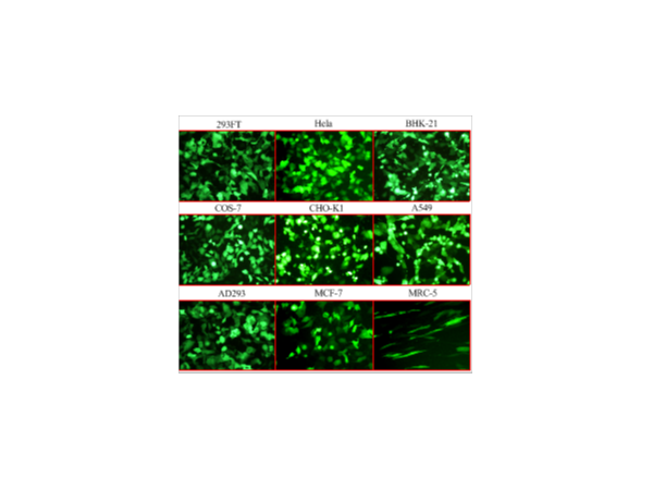 <i style='color:red'>细胞转染试剂</i>-QuickShuttle-Basic