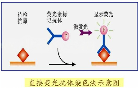 直接荧光法