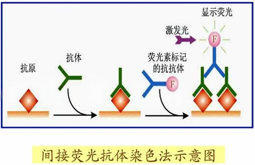 间接荧光法