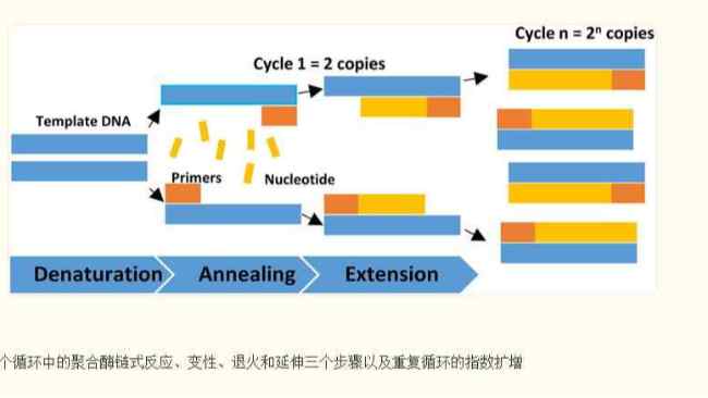 <i style='color:red'>聚合酶</i>链式反应（PCR）技术发展历程
