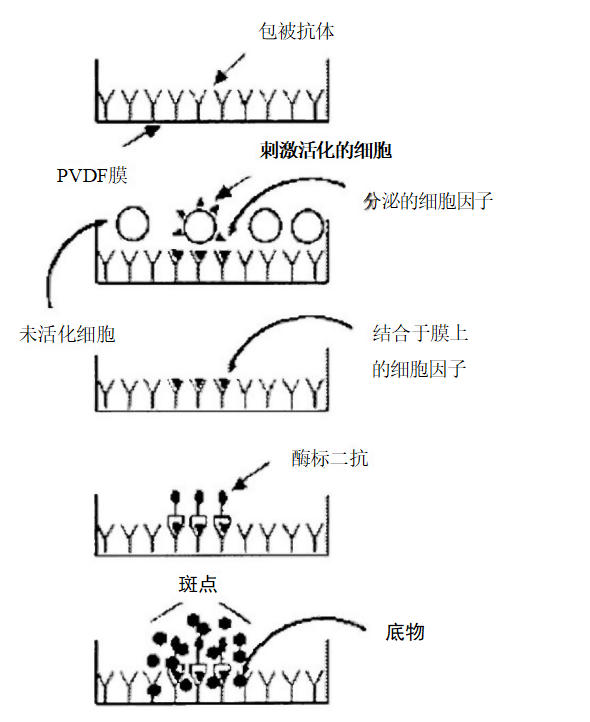 酶联免疫吸附试验 ELISA