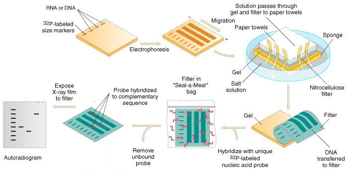 Southern Blot