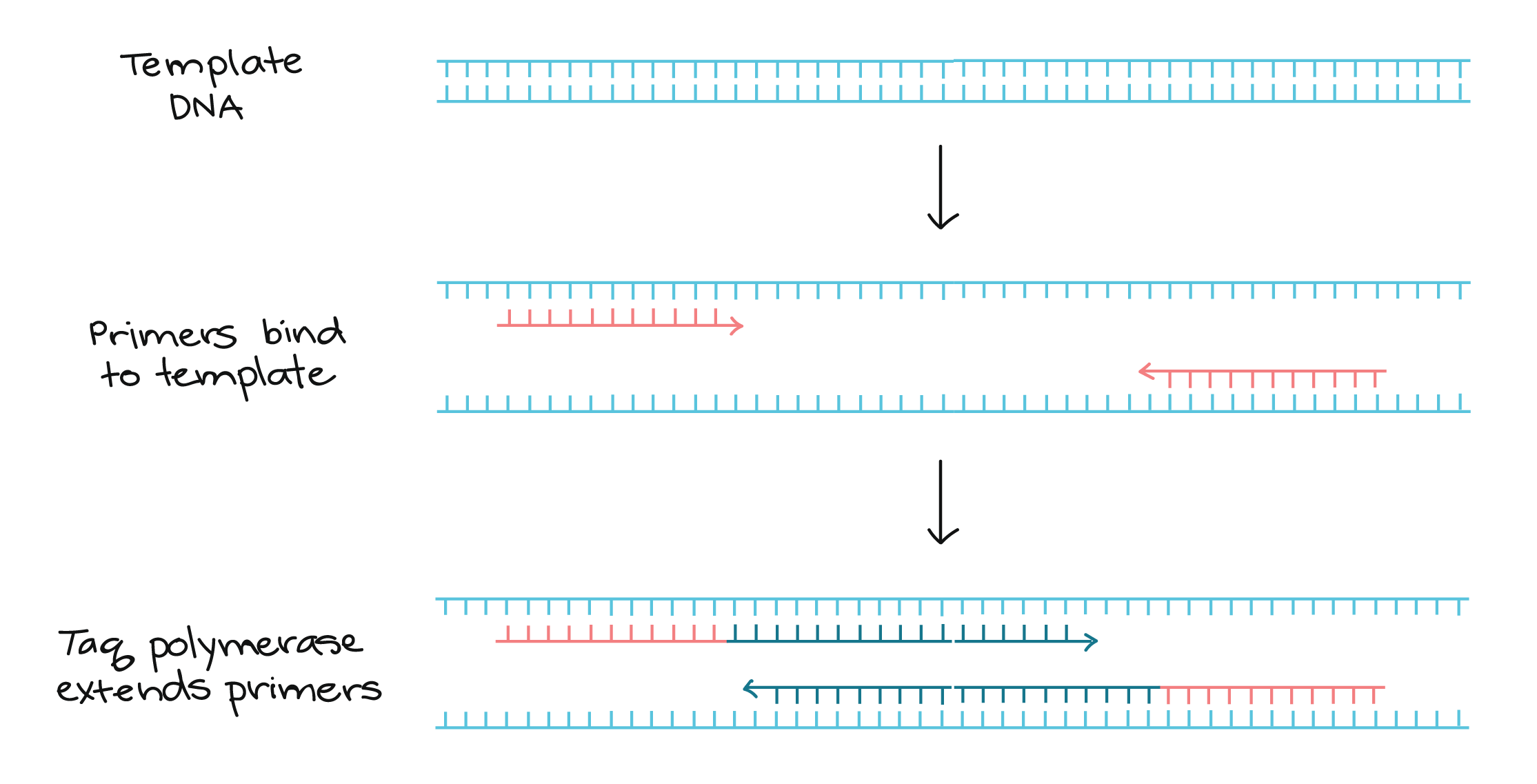 rt-PCR