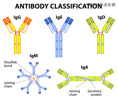 抗体类型