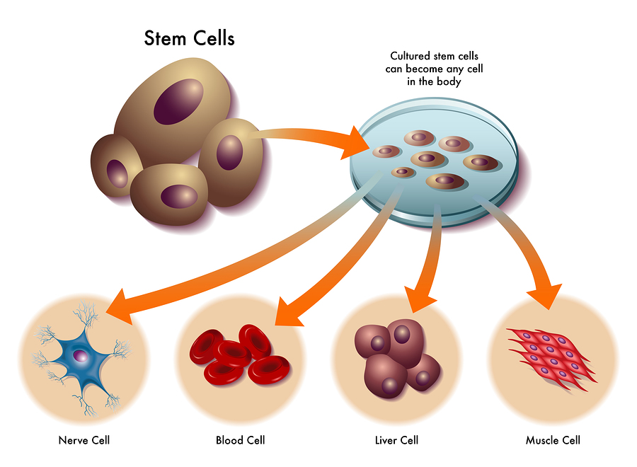 多能干细胞