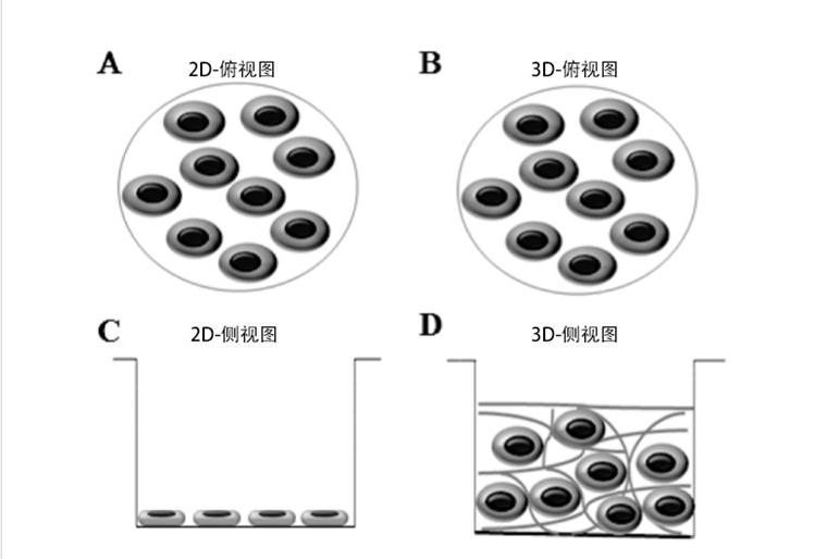 什么是3D细胞-如何培养3D细胞