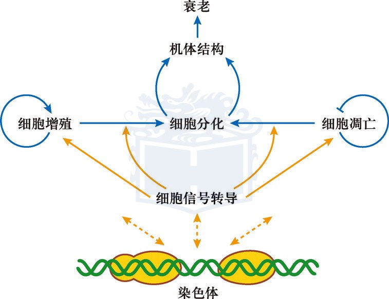 细胞分化