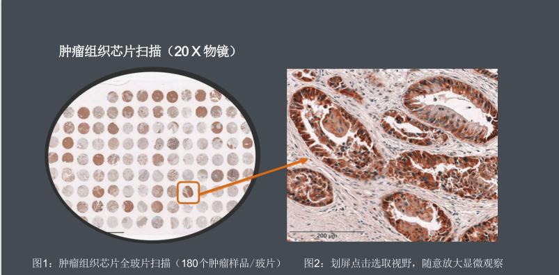 间充质干细胞计数