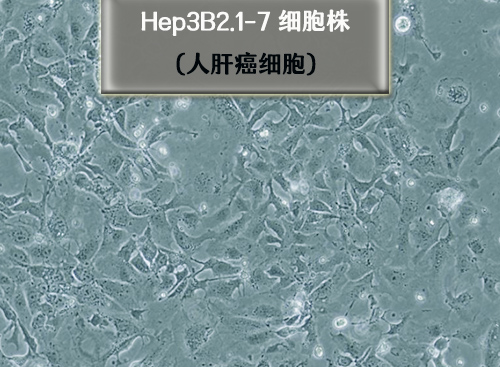Hep3B2.1-7-人肝癌细胞