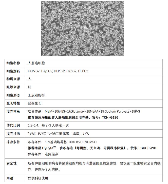 hepg2细胞株