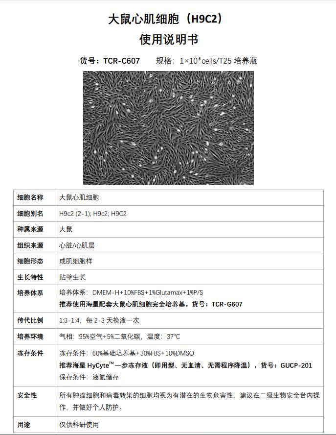 H9C2细胞