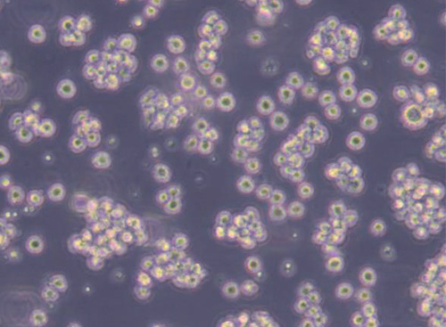 Jurkat-Cas9细胞
