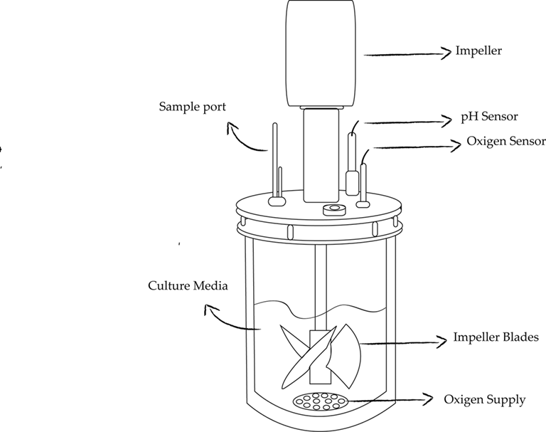 不锈钢搅拌生物反应器