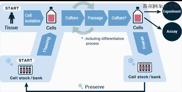 <i style='color:red'>细胞培养步骤</i>