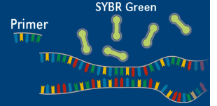 使用  SYBR <i style='color:red'>green</i>荧光染料进行荧光定量pcr检测