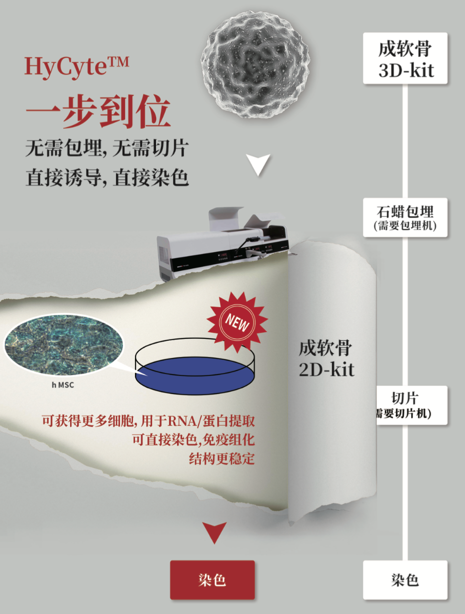 成软骨诱导分化示意图