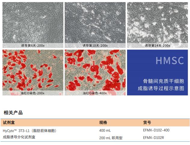 成脂干细胞分化