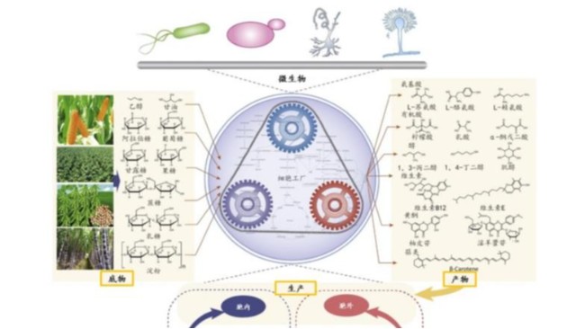 从染色体工厂到可靠试剂：一项<i style='color:red'>合成生物学</i>突破背后的“支点”
