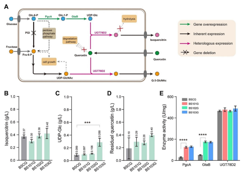 枯草芽孢杆菌合成槲皮素苷的组合代谢工程
