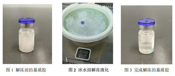 基质胶解冻4