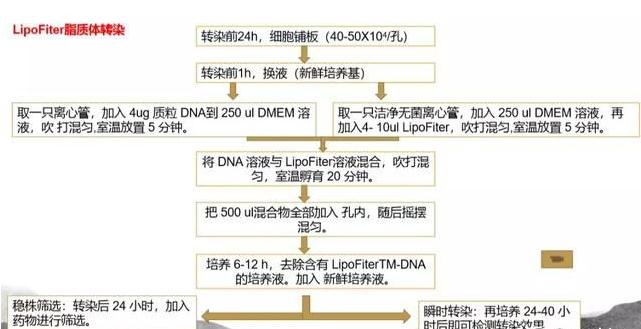 转染步骤LIP2000