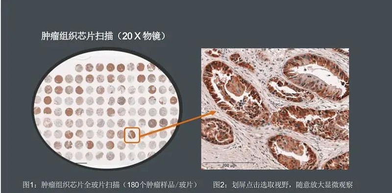 图4组织切片