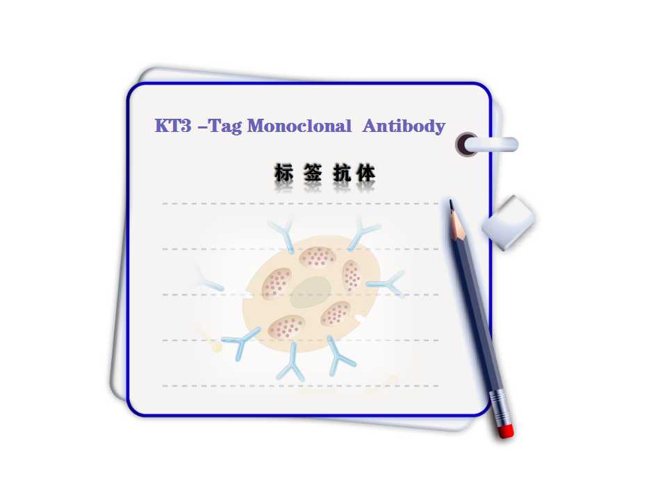 KT3-Tag Monoclonal Antibody-3D11-Tag<i style='color:red'>标签</i>抗体