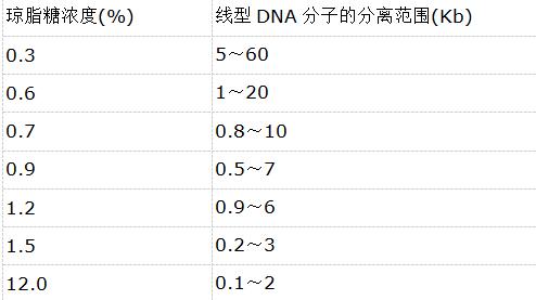 电泳