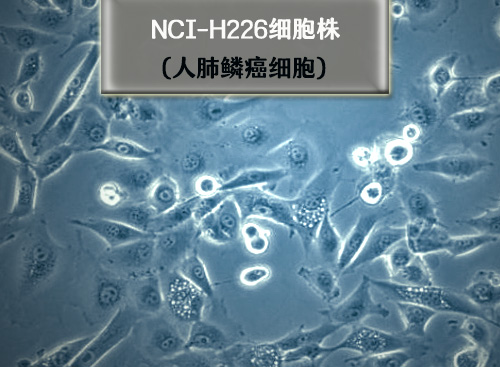 h226细胞株