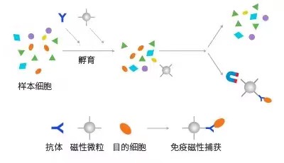 磁珠分选原理