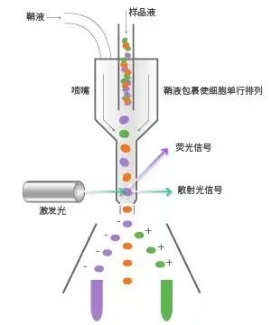 流式细胞分选原理