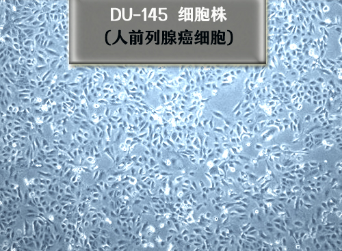 DU145细胞