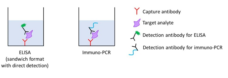 一种高灵敏度的免疫检测方法-<i style='color:red'>免疫pcr</i>