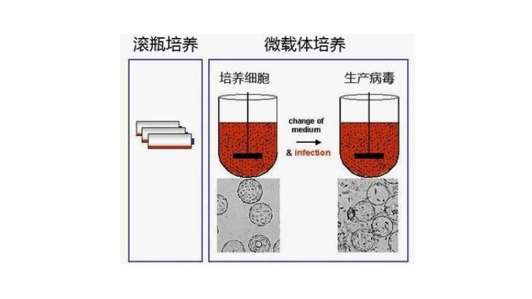 适用于<i style='color:red'>大规模细胞生产</i>的新型微载体？