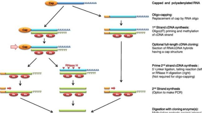 <i style='color:red'>基因克隆</i>和cDNA克隆的原理和步骤