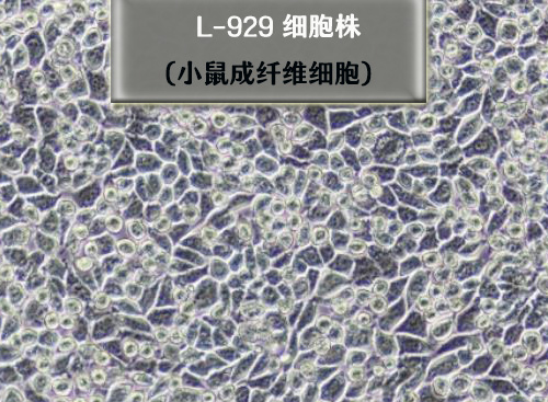 L-929细胞-小鼠成纤维细胞​
