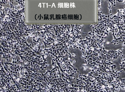 4t1​乳腺癌细胞