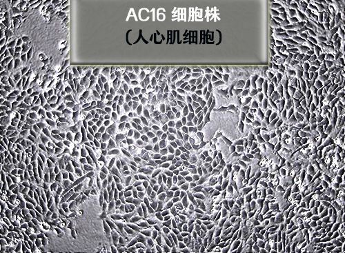 AC16细胞