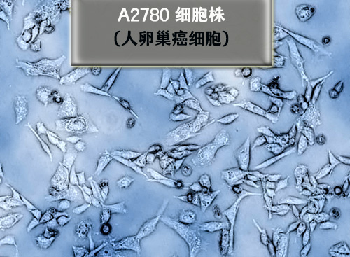 A2780细胞​