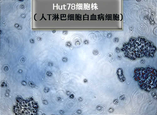 Hut78细胞