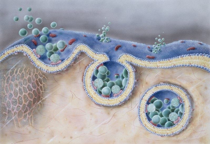 使用贴壁生物反应器研究亚型细胞外囊泡产生的方法