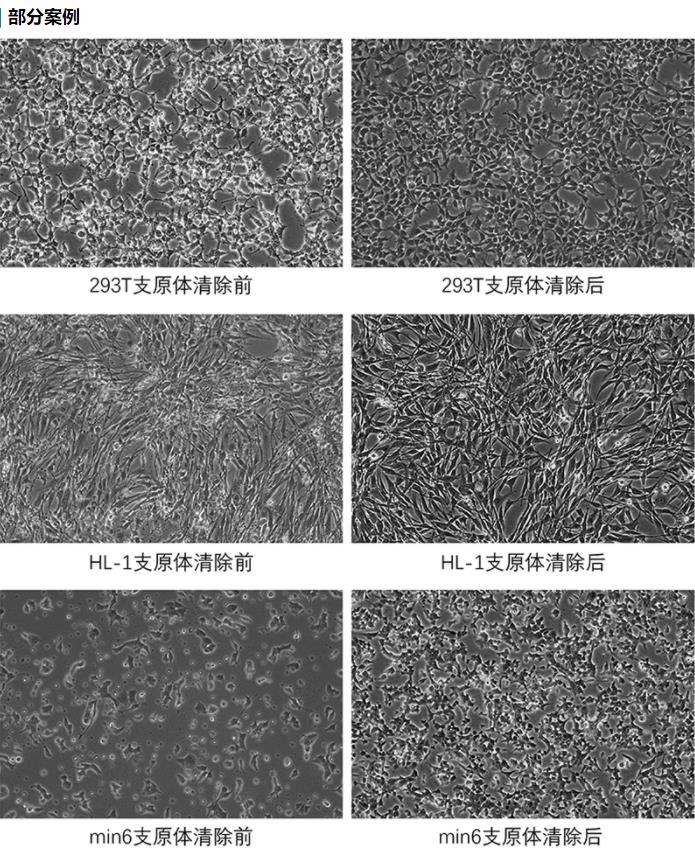 支原体清除效果