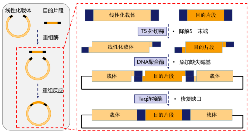 基因重组png