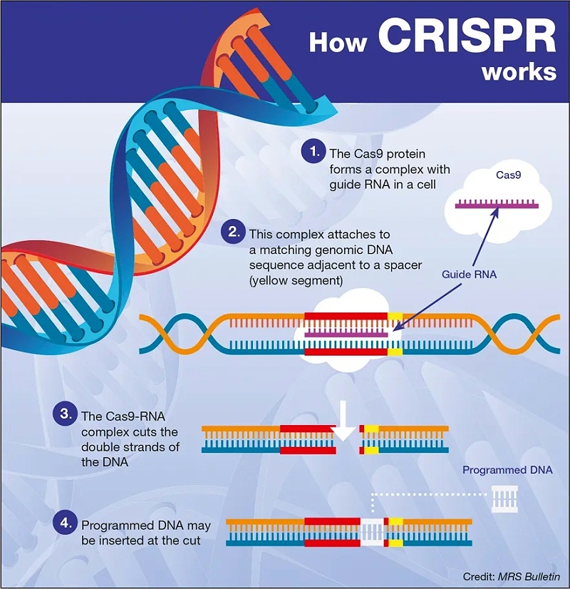 CRISPR9.webp