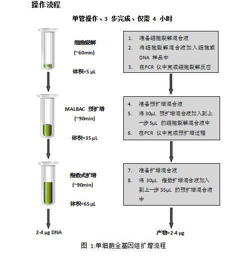 基因扩增