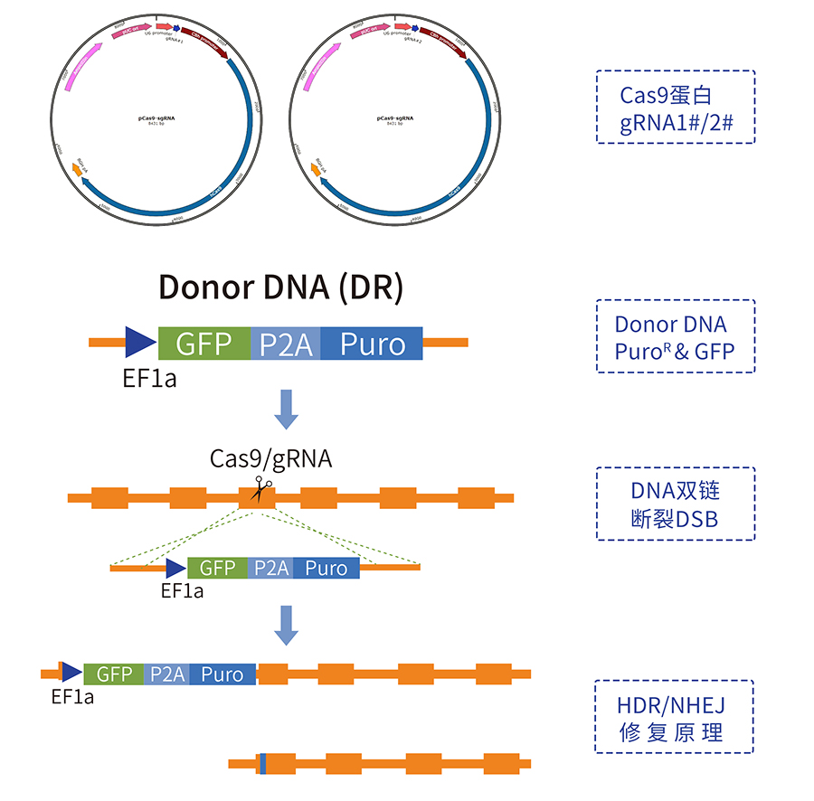 Cas9基因敲除细胞系服务