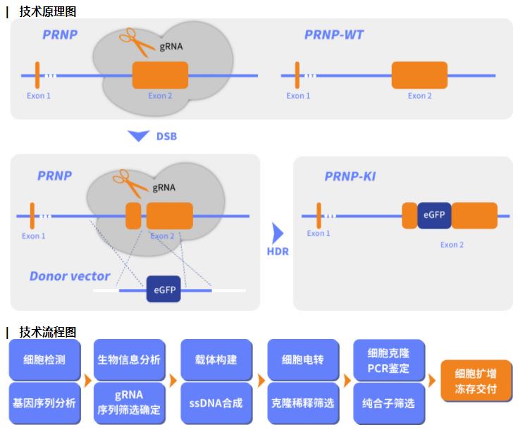 基因敲入技术原理图