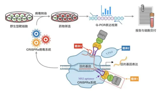 Cas9基因编辑-基因定点敲入技术服务