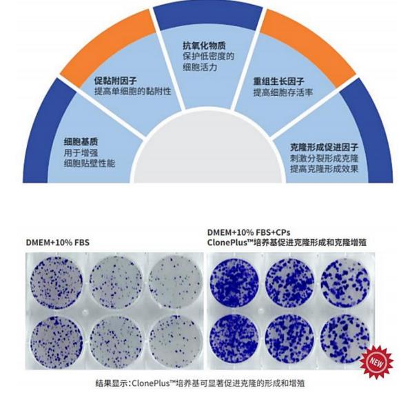 细胞增殖效果